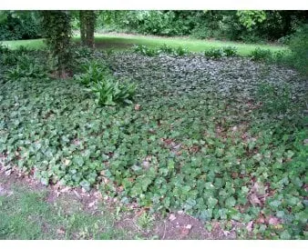 Isotlehtinen muratti maanpeitteeksi